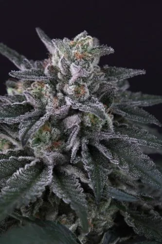 Gulupa van Paradise Seeds