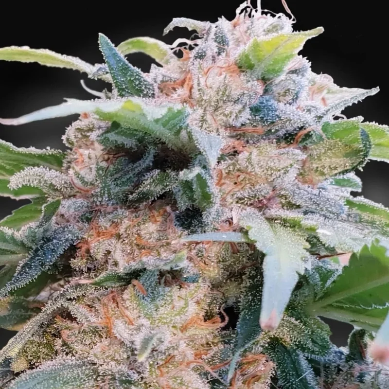 CBDream van Paradise Seeds