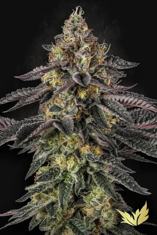 Sunset Paradise van Paradise Seeds