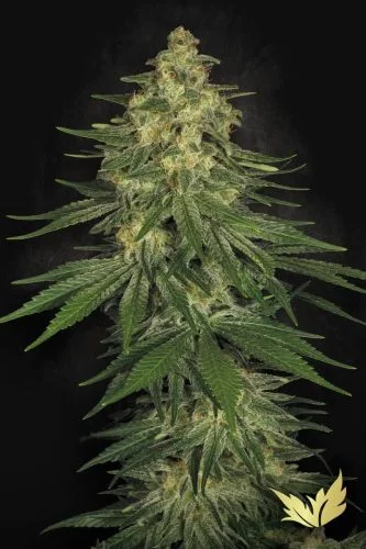 Allkush van Paradise Seeds