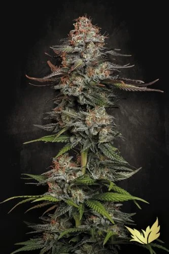 Durga Mata van Paradise Seeds
