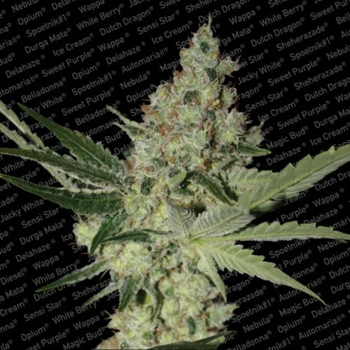 Acid van Paradise Seeds