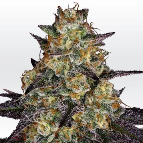 El Dorado OG van Paradise Seeds