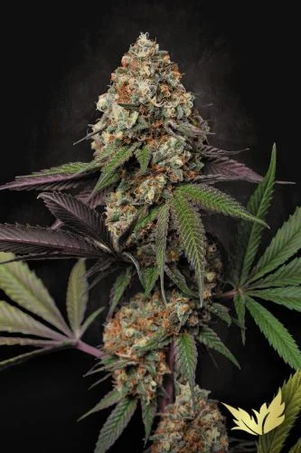 Caramba van Paradise Seeds