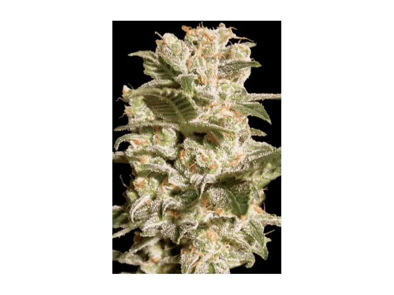 Belladonna van Paradise Seeds
