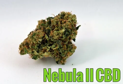 Nebula II CBD van Paradise Seeds