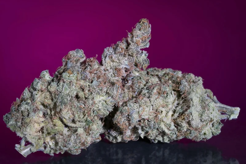 White Noise van Paradise Seeds