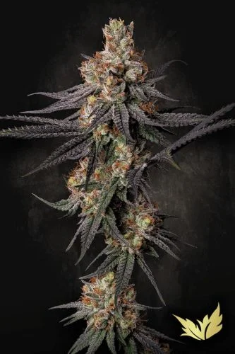 Gulupa van Paradise Seeds