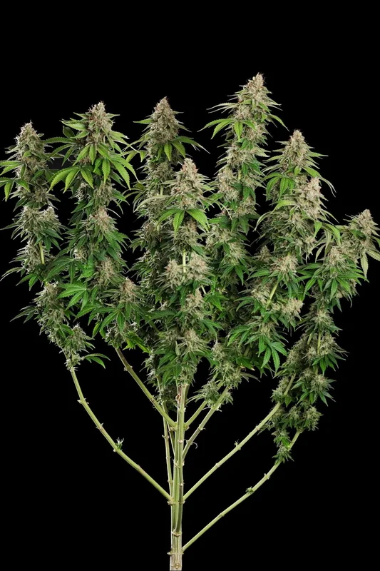 Original White Widow (IBL) van Paradise Seeds