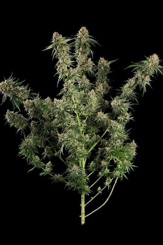 Mendo Creme van Paradise Seeds