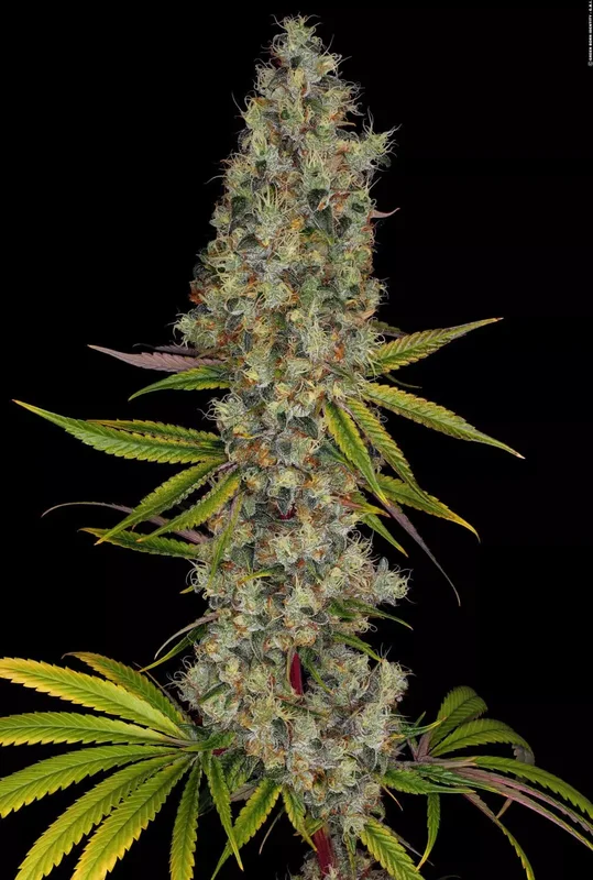 Rainbow Road van Paradise Seeds