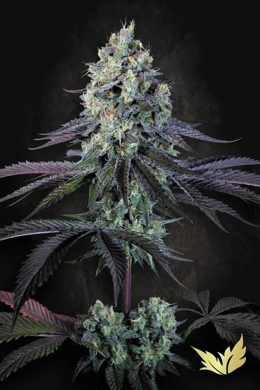 Purple Mints van Paradise Seeds