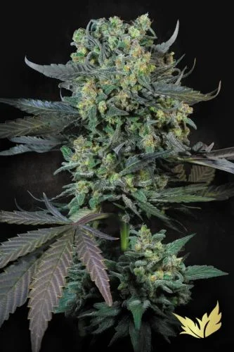 Momo van Paradise Seeds
