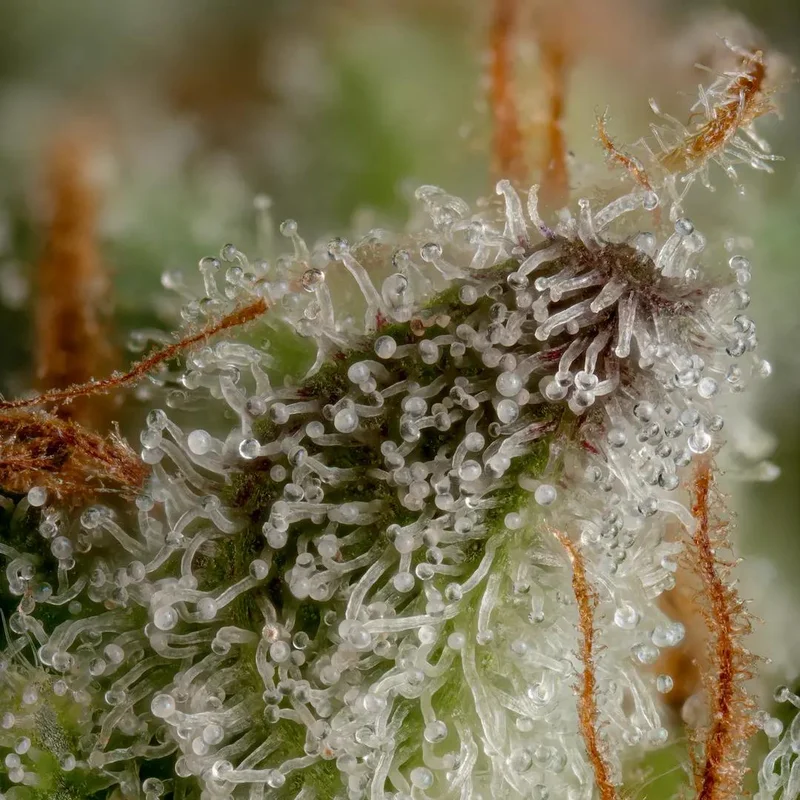 Durga Mata van Paradise Seeds