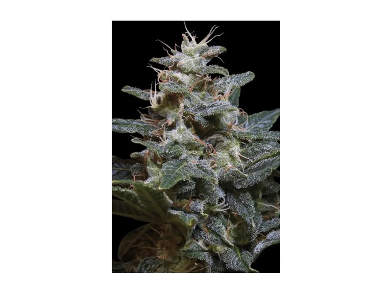 Sweet Purple van Paradise Seeds