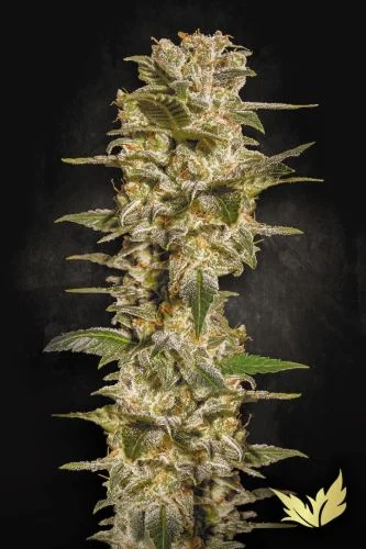 Belladonna van Paradise Seeds