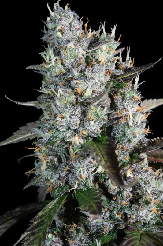 Red Velvet van Paradise Seeds
