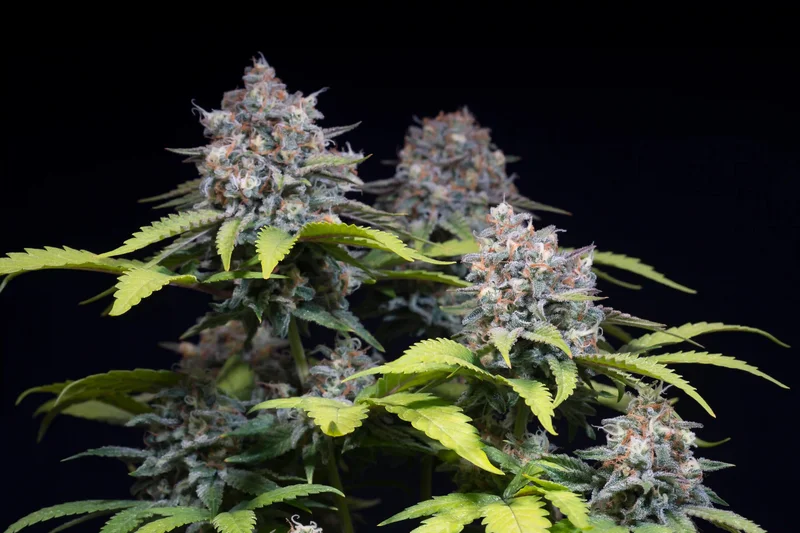Highway 66 van Paradise Seeds