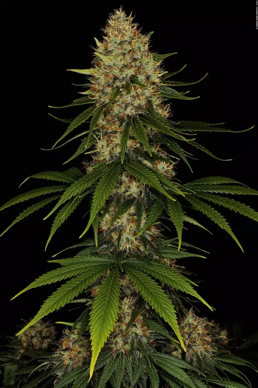 Space Cookies van Paradise Seeds