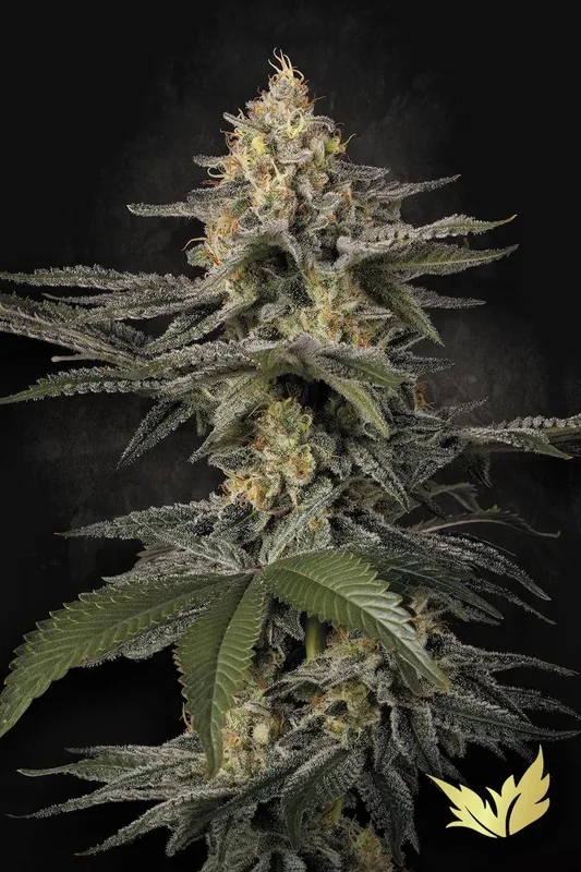 Glowstarz van Paradise Seeds