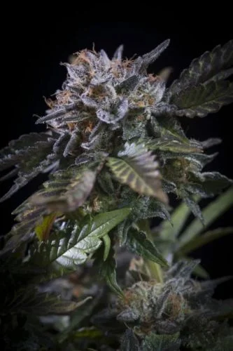 White Noise van Paradise Seeds