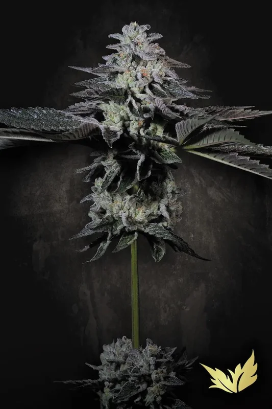 Tropicana Crush van Paradise Seeds