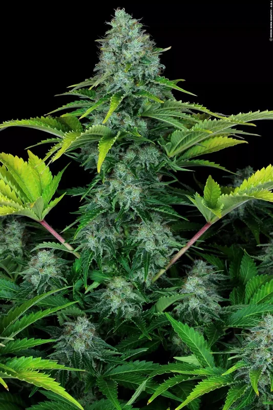 Ice Cream van Paradise Seeds