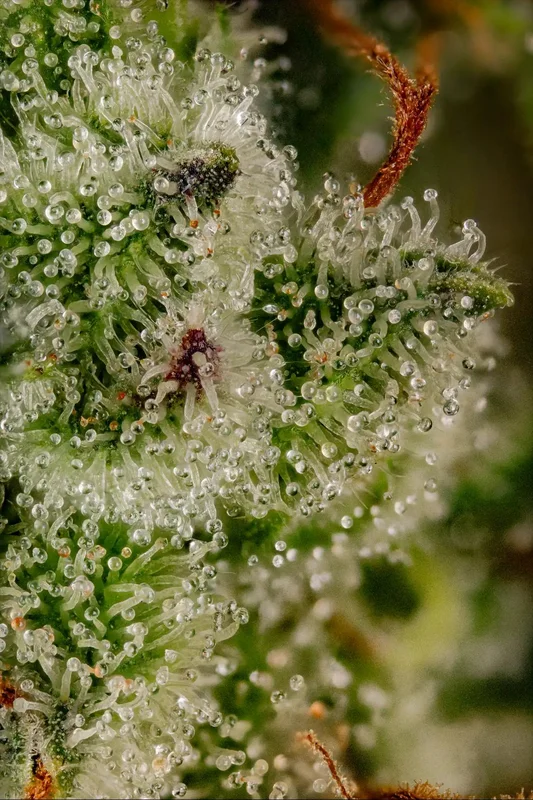 Dutch Dragon van Paradise Seeds