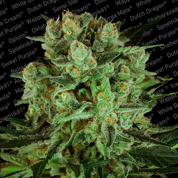 Durga Mata II CBD van Paradise Seeds