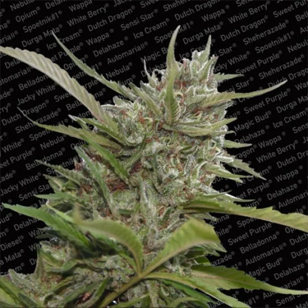 Whiteberry van Paradise Seeds