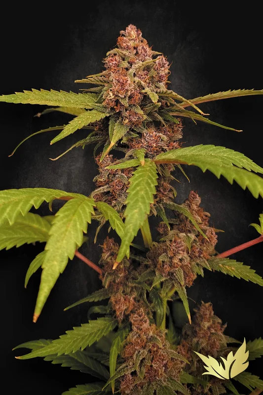 Banana Purple van Paradise Seeds
