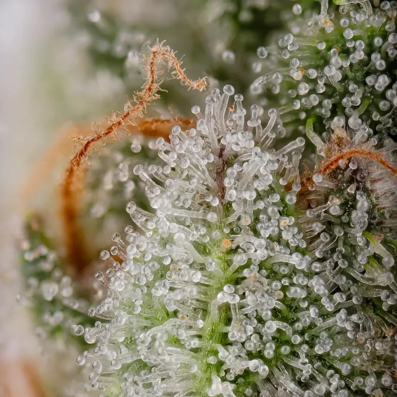 Apricot Candy van Paradise Seeds