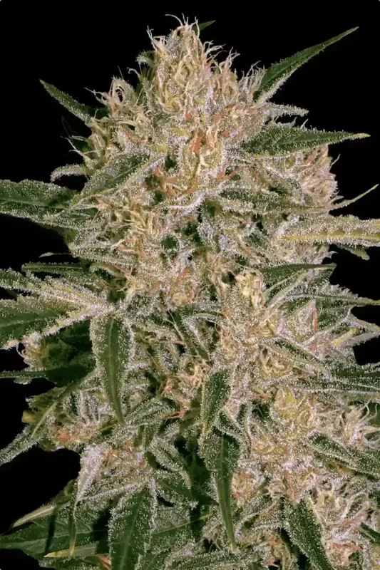 Nebula II CBD van Paradise Seeds