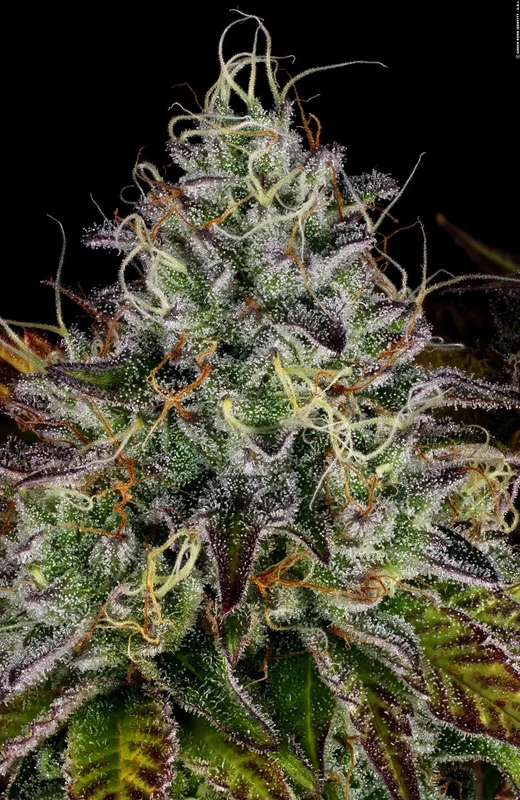 Apricot Candy van Paradise Seeds