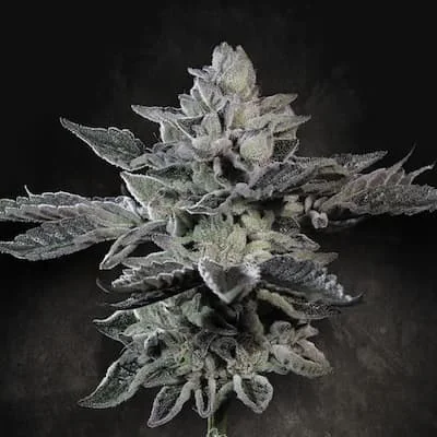 G-Force van Paradise Seeds