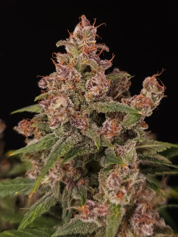 Banana Purple van Paradise Seeds