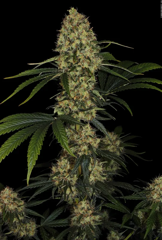 L.A. Amnesia van Paradise Seeds