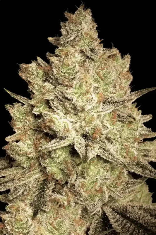 Jacky White van Paradise Seeds