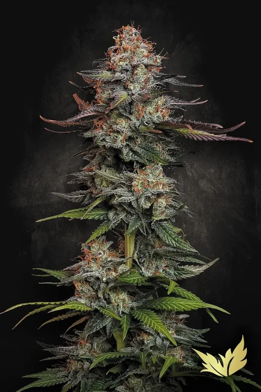 Durga Mata van Paradise Seeds