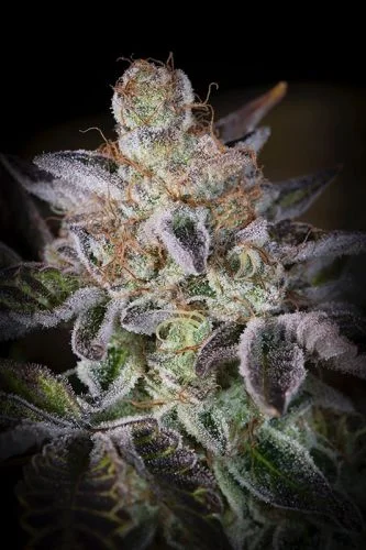 Sweetopia van Paradise Seeds
