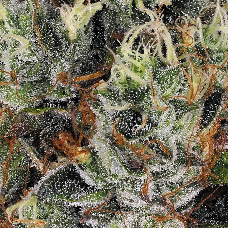 Rainbow Road van Paradise Seeds