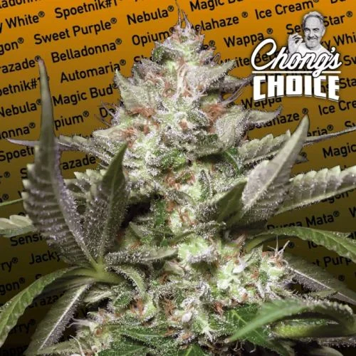 Kong 4 van Paradise Seeds