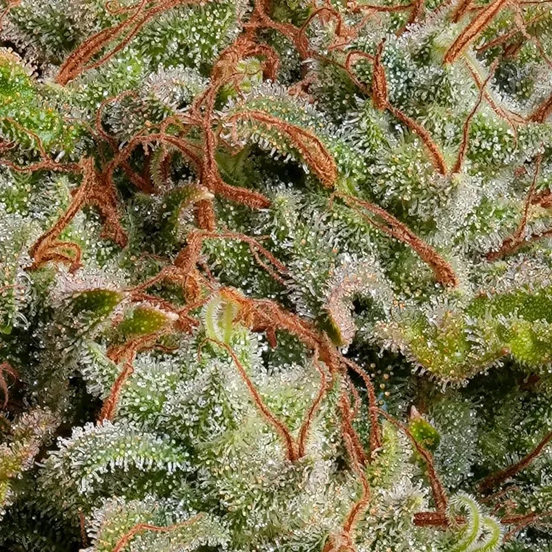 L.A. Amnesia van Paradise Seeds