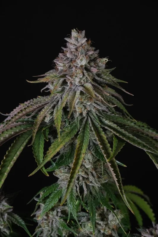 Velvet Mist van Paradise Seeds