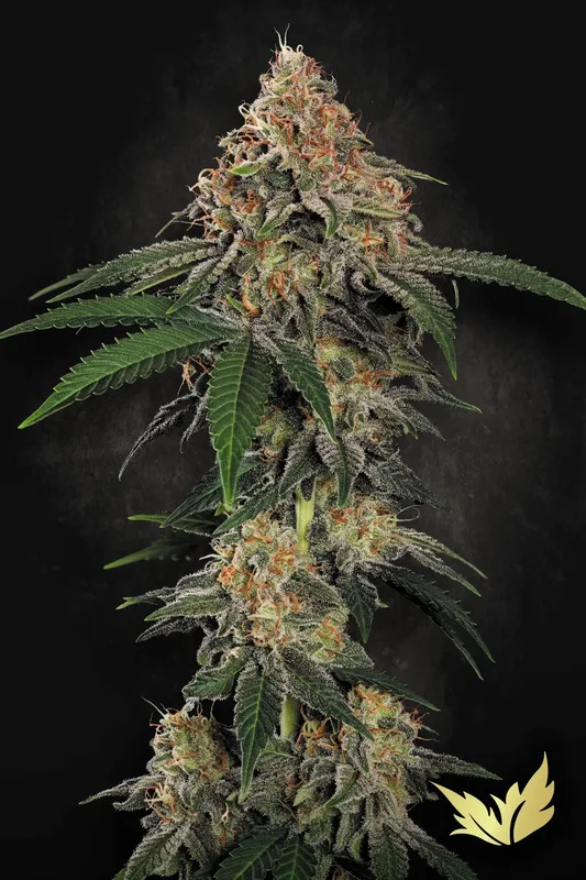 Wappa van Paradise Seeds