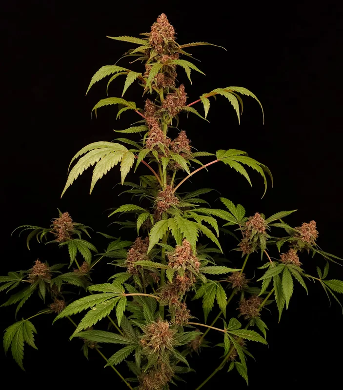Banana Purple van Paradise Seeds