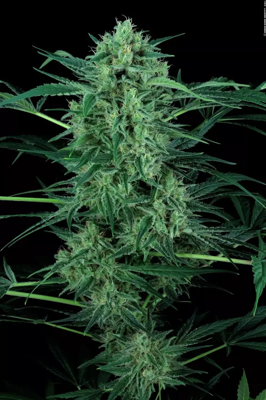 Nebula II CBD van Paradise Seeds