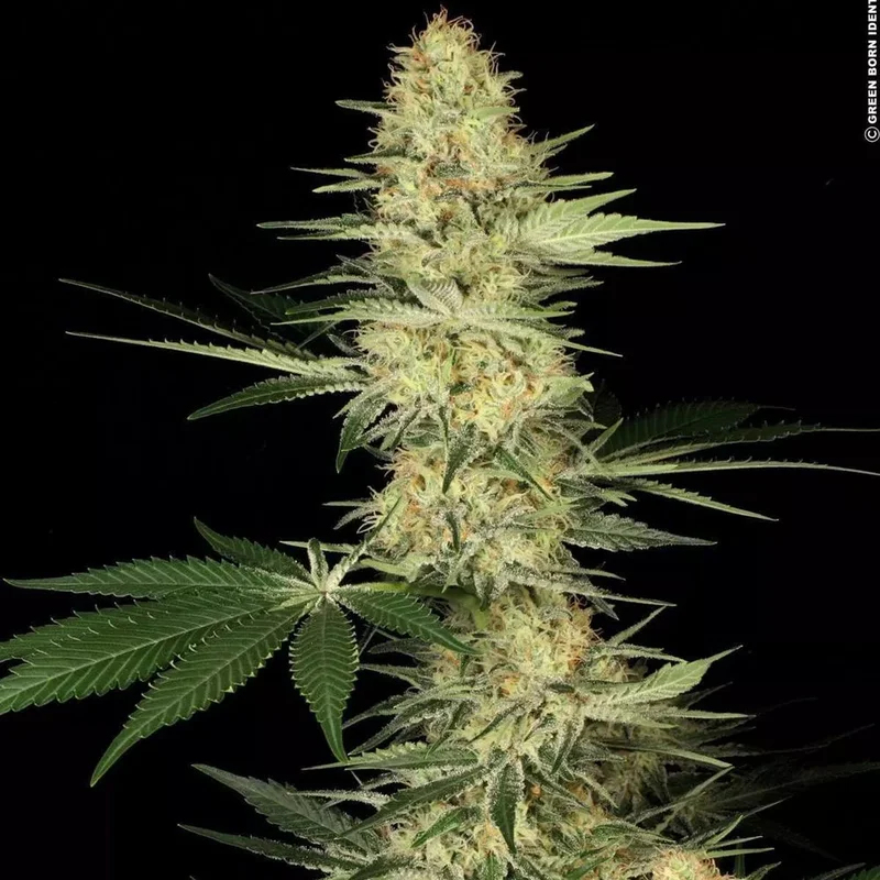 Lucid Bolt van Paradise Seeds