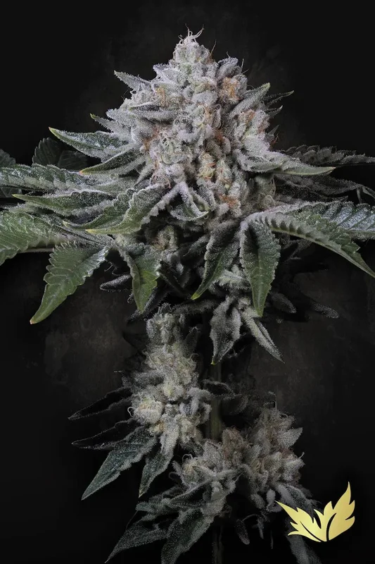 Peach Frosting van Paradise Seeds