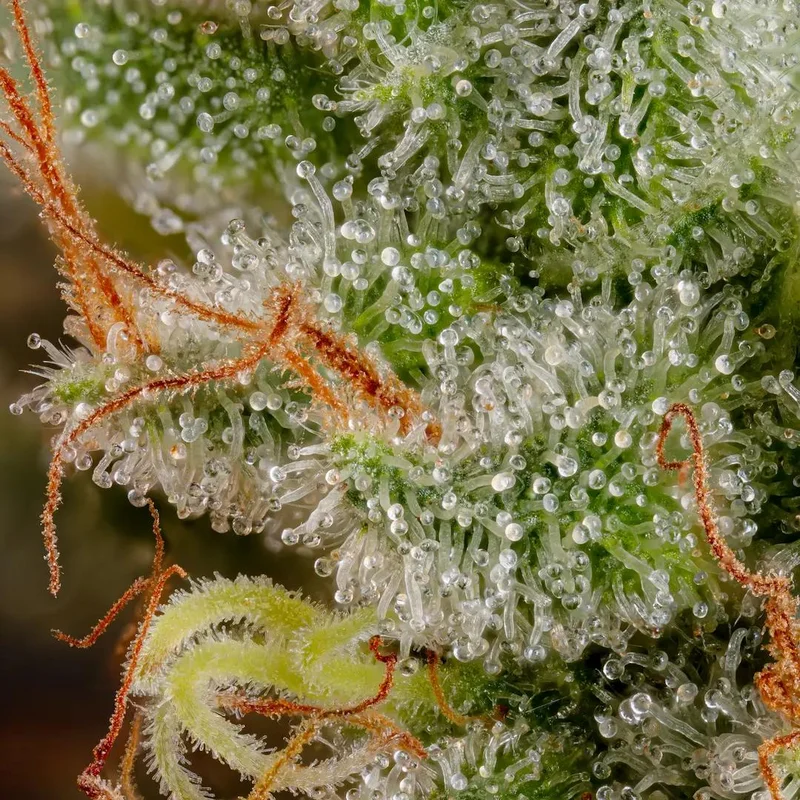 Blue Gem van Paradise Seeds